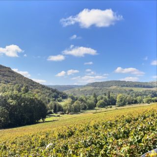 Vendanges 2024 ! 🍇🍷🥰  #vendanges #harvest #wine #wines #winelover #bourgogne #burgundy