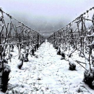 Winter is coming ❄️  #vin #vins #wine #wines #vigne #wineyard #bourgogne #burgundy #winelovers #snow #neige #hiver #winter
